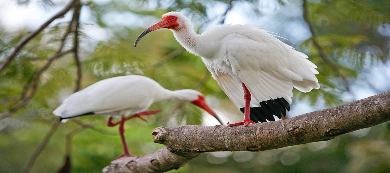 Two Ibises perched in a tree at the University of Miami Coral Gables Campus.